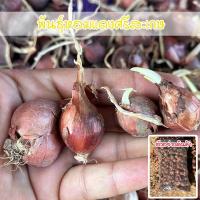 ราคา พันธุ์หัวหอมแดงศรีสะเกษ แบบไม่ตัดจุก 40-100 กรัมโตเร็ว ผลผลิตดี [ ซื้อ 10 แถม 1 คละได้] (24907990136)
