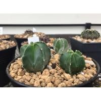 ราคา แคคตัส แอสโตรไฟตัม มายริโอเพาะเมล็ดจากพ่อกิกโกะด่างชุด 3 ต้น ขนาดไม้ 2-3 ซม. (3845430526)