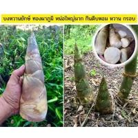 ราคา ไผ่บงหวานยักษ์ ทองผาภูมิ ไผ่บงหวาน ไผ่กินหน่อดิบได้หน่อใหญ่ (18105842359)