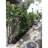 ราคา ต้นไทรเกาหลี สูง 1.40-2 เมตร (6145787093)