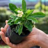 ราคา ต้นโป๊ยเซียนแคระหรือต้นแปดเซียน สีขาวไม้มงคล (15383866212)