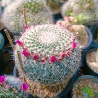 ราคา แมมฮาเนียน่า แมมแม่เฒ่า ดอกชมพู (3860537771)