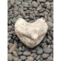 ราคา ฟอสซิลหอย แบรคิโอพอด ( Brachiopod ) จากเเหล่งโมร๊อคโค (24961562111)