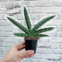 ราคา ต้นงาช้างแคระ ว่านงาช้าง บอลเซล ต้นไม้ฟอกอากาศ (5332269963)