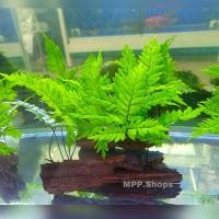 ราคา เฟิร์นก้านดำ เฟิร์นก้านดำติดขอนไม้ใหญ่ เฟิร์นก้านดำ 2 พุ่ม ขอนไม้ขนาด 6-8 นิ้ว (19795934829)