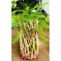 ราคา กิ่งตอนชะอมพันธ์หนามน้อย รหัส: 312286ต้นชะอม (Cha-om Tree) (27156389274)