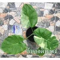 ราคา ต้นออดิบด่าง / ต้นคูณด่าง / ด่างสามสีพร้อมกระถาง 6 นิ้ว (Giant Elephant Ear) (19639826353)