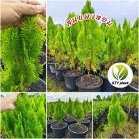 ราคา สนแผง สนแผงหอม สูง 50-60 ซม. ต้นสน (57254401631)