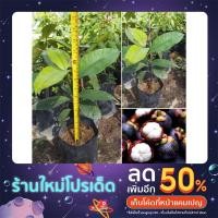 ราคา ต้นมังคุดแบบเสียบยอดแท้100% (17778986301)