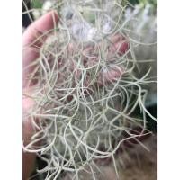 ราคา หนวดฤาษี เคราฤาษี ต้นไม้มงคลฟอกอากาศได้ บังแดดก็ดี (52050846472)