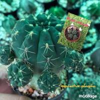 ราคา หน่อสดยิมโนบัลเดียนั่ม/ลุ้นสีดอก (7253553078)