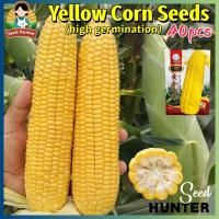 ราคา เมล็ดพันธุ์ ข้าวโพด เมล็ดข้าวโพด สีเหลือง 40เมล็ด/แพ็ค F1 Yellow Sweet Corn Seeds เมล็ดข้าวโพดเหลือง หวานและเป็นขี้ผึ้ง (48254990572)