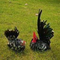 ราคา ไข่เชื้อ ไก่แจ้สีกระดำ (26155968984)