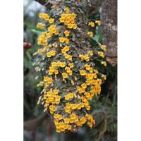 ราคา กล้วยไม้เอื้องผึ้งจิ๋ว (22086145142)