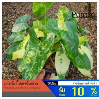 ราคา Philodendron Burle Marx ฟิโลเดรนดอน เบอร์เบิ้ลมาร์ค (คอมแพคฟร์อม) #เบอเบิ้ลมาร์ค #Philodendron (12234645647)