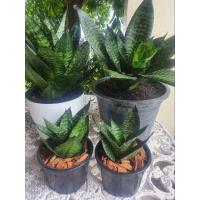 ราคา (พร้อมกระถาง) ต้นลิ้นมังกร แคระ ลิ้นมังกรด่าง สีเขียว ฮานิอายกรีน BEST ต้นไม้ ฟอกอากาศ ในบ้าน ห้องนอน ตกแต่ง สวน มงคล (24783090822)