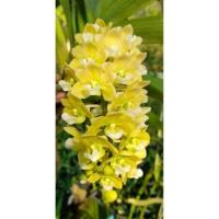 ราคา กล้วยไม้ช้าง​ ลูก​ผสม​ช้างเหลืองxช้างส้ม​ ไม้นิ้วลูกผสม ลุ้นสีค่ะ​ ชุด​ 3 ต้น​ 110​ บาท (2964243664)