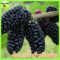 ราคา ต้นมัลเบอร์รี่ เชียงใหม่60 หรือต้นลูกหม่อน 5แถม1 หวานฉ่ำ Thai mulberry / Chaing mai mulberry (12969662959)