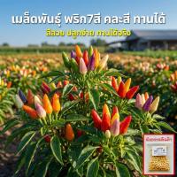 ราคา เมล็ดพันธุ์พริกเจ็ดสี พริกสายรุ้ง ประดับได้ ทานได้เผ็ดมาก 30-70 เมล็ด อินทรีย์ออแกนิค โตไว (ซื้อ 10 แถม 1 ) (45355750988)