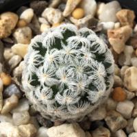 ราคา แมมดูไว แมมดูวิอาย แมมดูไวไร้หนาม ไม้เมล็ด แคคตัส กระบองเพชร (Mammillaria Duwei Cactus) (9535071666)