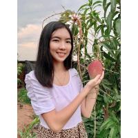 ราคา #ต้นมะม่วงแดงจักรพรรดิ ((เสียบยอด)) 1 ปีติดผล สูง50-60เซน (16588807993)