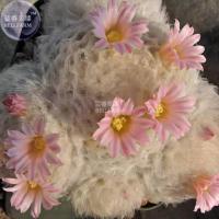 ราคา 20 เมล็ด ขนนกเหลืองดอกชมพู แมมขนนกญี่ปุ่น ขนนกขาวญี่ปุ่น ดอกสีชมพู Mammillaria plumosa (11602931485)