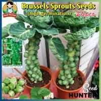 ราคา เมล็ดพันธุ์ กะหล่ำดาว 20 เมล็ด Brussels Sprouts Seeds เมล็ดพันธุ์ผัก เมล็ดผัก พันธุ์ผัก ผักสวนครัว บอนไซ เมล็ดพันธุ์พืช (45504855287)