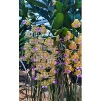 ราคา กล้วยไม้เอื้องกุหลาบเหลืองโคราช หรือโคราชมาลัยเหลือง ดอกสวย กลิ่นหอม (8413950918)