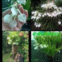 ราคา (1กระถาง)(ขาย ต้นพันธุ์) ดอก ต้น กล้วยไม้เจ้าหญิงรัตติกาล กล้วยไม้ เจ้าหญิงรัตติกาล ต้นกล้วยไม้เจ้าหญิงรัตติกาล fadel (12239365021)