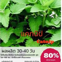 ราคา เมล็ดพันธุ์ แคทนิป แคทมินท์ 250 เมล็ด Catnip (ซื้อ 10 แถม 1 คละอย่างได้) (3416586146)