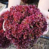 ราคา เมล็ดพันธุ์เรดคอรัลสลัด100เมล็ด เรดคอรัล (Red Coral Lettuce) (26758432664)