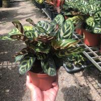 ราคา ต้นคล้าแววมยุรา กระถาง 5 นิ้ว (1ต้น)ราคา 320 บาท (7237818126)