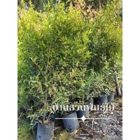 ราคา ต้นคริสติน่า ต้นสูง 1.4-1.6 เมตร (49652697199)