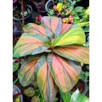 ราคา เพชรพระอุมา ไม้เก่าโบราณน่าสะสม (17384859109)