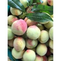 ราคา พีชเออลิแกรนด์ ไซส์เล็ก 15-20ลูกโล จิ้มพริกเกลือ ดองเหล้า บรรจุ1โล (23038340223)