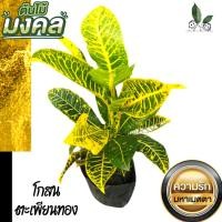 ราคา ต้นโกศล โกสน ต้นไม้มงคล โกศล (Croton) ร่มเย็นเป็นสุข (โกสนตะเพียนทอง) ต้นไม้ ต้นใหญ่ ใบสวย ไม้มงคล โกสนตะเพียนทอง (6491065674)