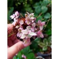 ราคา ต้นริบบิ้นชาลีด่างชมพู (6995137359)