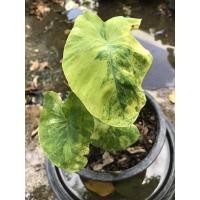 ราคา บอนนาญี่ปุ่นด่าง กระถาง 4 นิ้ว (20702643544)
