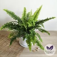 ราคา ต้นเฟิร์นบอสตัน เฟิร์นใบมะขาม ไม้ฟอกอากาศ ดูสารพิษ เลี้ยงในบ้านได้ (3269910479)
