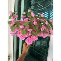 ราคา ดอกมะลิวันแม่ ช่อดอกมะลิวันแม่สีชมพูพาสเทลตูม+บาน 1ช่อ มี 5 ดอก) ดอกมะลิวันแม่สีชมพู ช่อดอกไม้ ช่อดอกมะลิ (16694851923)