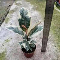 ราคา (ไม้ด่าง) ยางอินเดีย ด่างขาว ขนาดความสุง 20 เซ็น (12021066065)