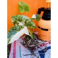 ราคา บอนกระดาดด่างไม้ด่าง (19055008394)