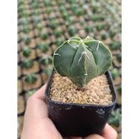 ราคา แอสโตรไฟตัม มายมาริโอ้ หมวกสังฆราชเขียว (23238899143)