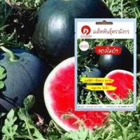 ราคา เมล็ดพันธุ์แตงโมดำ - Watermelon (เมล็ดพันธุ์คุณภาพดี) (5640957332)