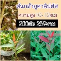 ราคา ต้นเบี้ยยูคาลิปตัส ต้นกล้าโตเร็วทนแล้ง ปลูกง่าย จำหน่ายชุด 200 ต้น 259 บาท ความสูงโดยประมาณ 10-12 เซนติเมตร (42878168969)