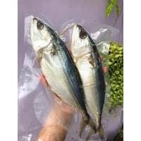 ราคา ปลาทูมันตัวใหญ่ ขนาด 2.3-2.9 ขีด แพ็ค 2 ตัว - ปลาทู ปลาทูมัน ปลาทูเค็ม ปลาทูหอม (11543729862)