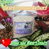 ราคา ปลายข้าวข้าวหอมมะลิสุรินทร์ ใหม่ๆจ้า (12759994992)