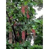 ราคา ต้นจิกน้ำต้นละ 50บาท (8151500270)