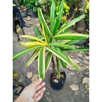 ราคา จั๋งด่างสูง1เมตร 20 เซน (8219741925)