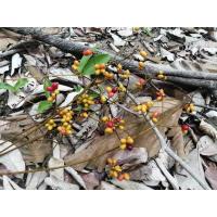 ราคา เมล็ดปลาไหลเผือก 10 เมล็ด สมุนไพรปลาไหลเผือก พญารากเดียว (9769331842)